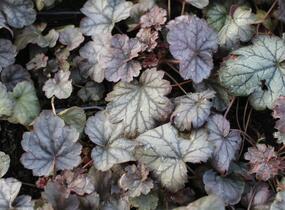 Dlužicha 'Cinnabar Silver' - Heuchera hybrida 'Cinnabar Silver'