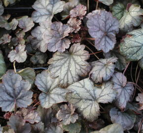 Dlužicha 'Cinnabar Silver' - Heuchera hybrida 'Cinnabar Silver'
