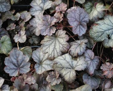 Dlužicha 'Cinnabar Silver'