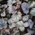 Heuchera hybrida 'Cinnabar Silver'.JPG