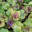 Dlužicha 'Happy Flames' - Heuchera hybrida 'Happy Flames'