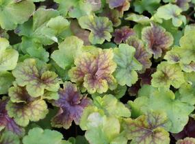 Dlužicha 'Happy Flames' - Heuchera hybrida 'Happy Flames'