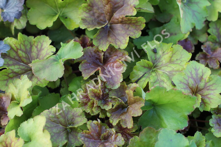 Dlužicha 'Happy Flames' - Heuchera hybrida 'Happy Flames'