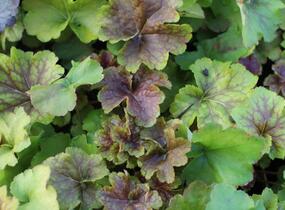 Dlužicha 'Happy Flames' - Heuchera hybrida 'Happy Flames'