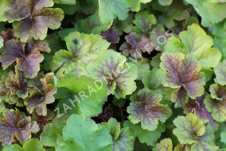 Dlužicha 'Happy Flames' - Heuchera hybrida 'Happy Flames'