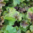 Dlužicha 'Happy Flames' - Heuchera hybrida 'Happy Flames'