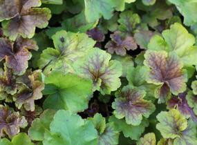 Dlužicha 'Happy Flames' - Heuchera hybrida 'Happy Flames'