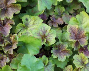 Dlužicha 'Happy Flames'