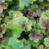 Heuchera hybrida 'Happy Flames'.JPG