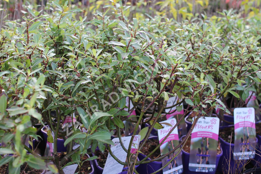 Vrba štíhlopestíkatá 'Melanostachys' - Salix gracilistyla 'Melanostachys'