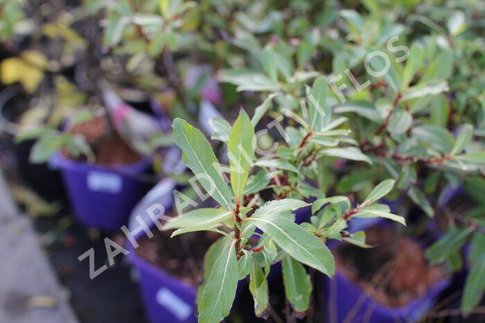 Vrba štíhlopestíkatá 'Melanostachys' - Salix gracilistyla 'Melanostachys'