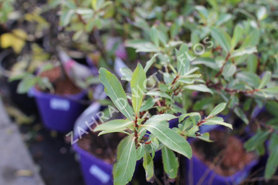 Vrba štíhlopestíkatá 'Melanostachys' - Salix gracilistyla 'Melanostachys'