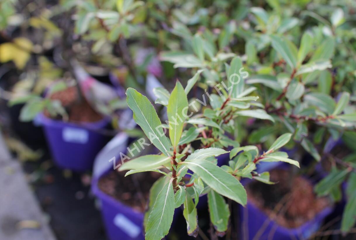 Vrba štíhlopestíkatá 'Melanostachys' - Salix gracilistyla 'Melanostachys'