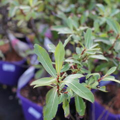 Vrba štíhlopestíkatá 'Melanostachys' - Salix gracilistyla 'Melanostachys'