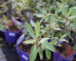 Vrba štíhlopestíkatá 'Melanostachys'