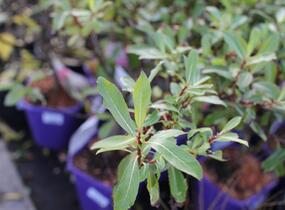 Vrba štíhlopestíkatá 'Melanostachys' - Salix gracilistyla 'Melanostachys'