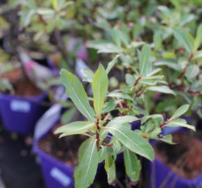 Vrba štíhlopestíkatá 'Melanostachys' - Salix gracilistyla 'Melanostachys'