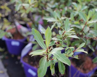 Vrba štíhlopestíkatá 'Melanostachys'