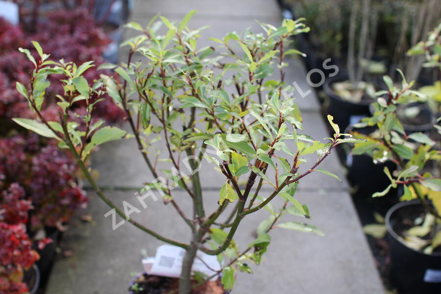 Vrba štíhlopestíkatá 'Melanostachys' - Salix gracilistyla 'Melanostachys'