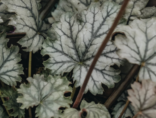 Dlužicha 'Flores Snow' - Heuchera hybrida 'Flores Snow'