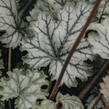 Dlužicha 'Flores Snow' - Heuchera hybrida 'Flores Snow'