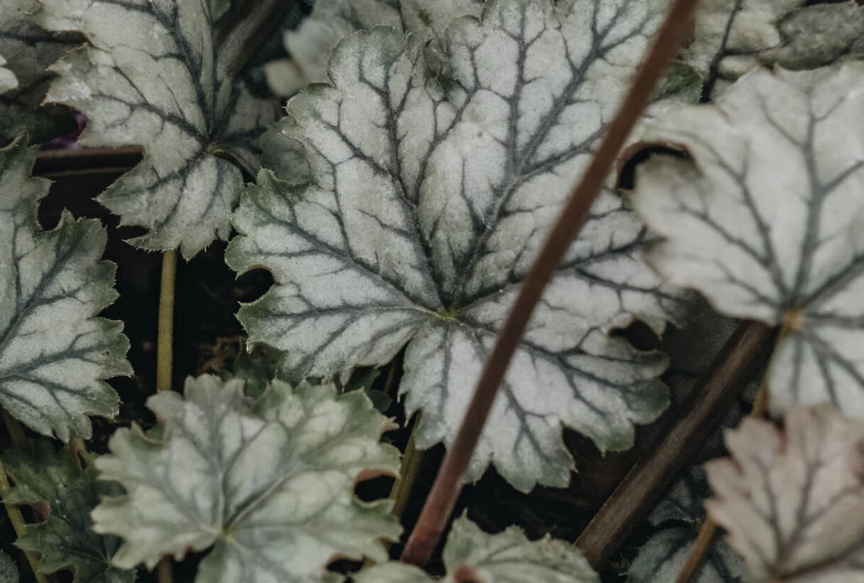 Dlužicha 'Flores Snow' - Heuchera hybrida 'Flores Snow'