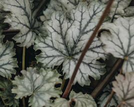 Dlužicha 'Flores Snow'