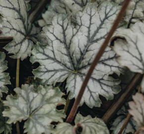 Dlužicha 'Flores Snow'