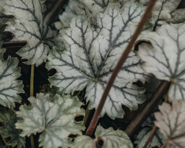 Dlužicha 'Flores Snow'