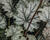 Dlužicha 'Flores Snow'