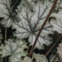 Heuchera hybrida 'Flores Snow'.png