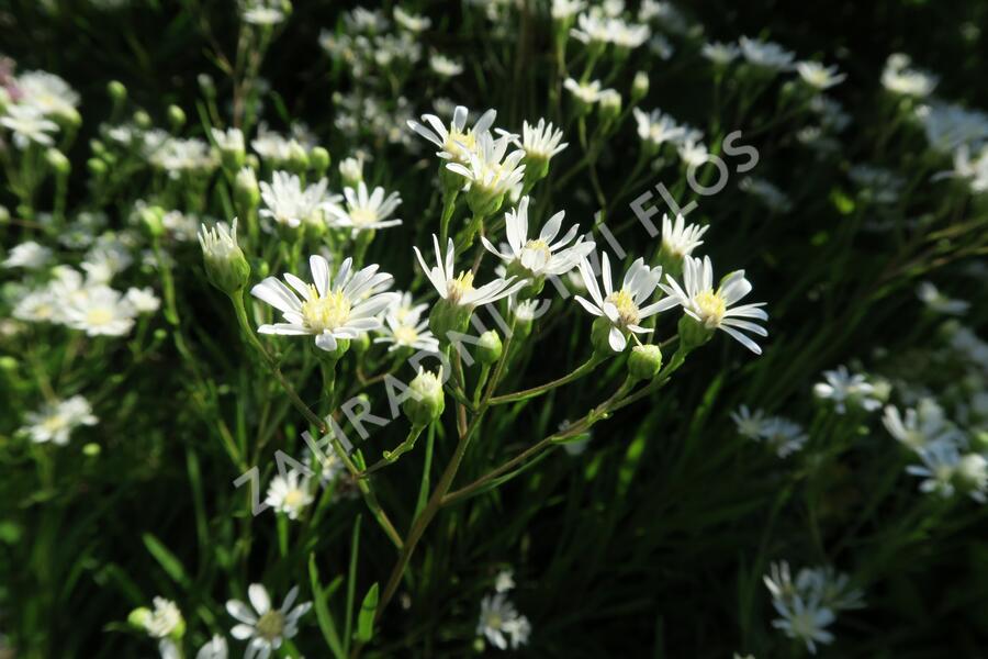 Hvězdnice bertrámová - Aster ptarmicoides