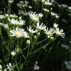 Hvězdnice bertrámová - Aster ptarmicoides