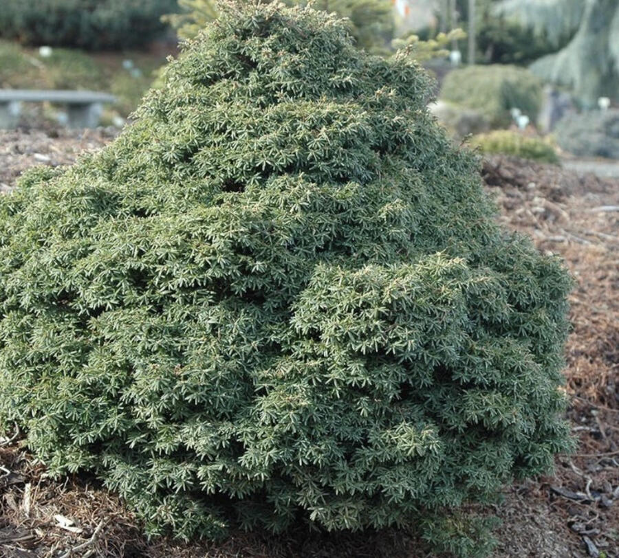 Jedlovec kanadský 'Little Ninja' - Tsuga canadensis 'Little Ninja'