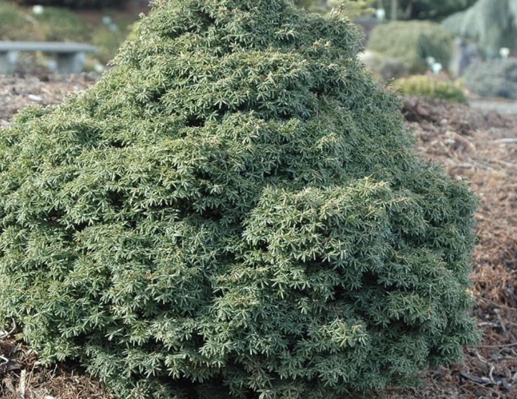 Jedlovec kanadský 'Little Ninja' - Tsuga canadensis 'Little Ninja'