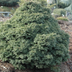 Jedlovec kanadský 'Little Ninja' - Tsuga canadensis 'Little Ninja'