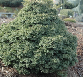 Jedlovec kanadský 'Little Ninja' - Tsuga canadensis 'Little Ninja'