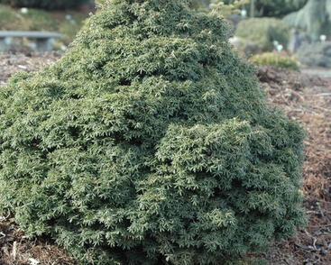 Jedlovec kanadský 'Little Ninja'