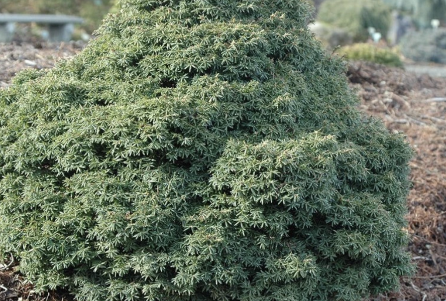 Jedlovec kanadský 'Little Ninja' - Tsuga canadensis 'Little Ninja'