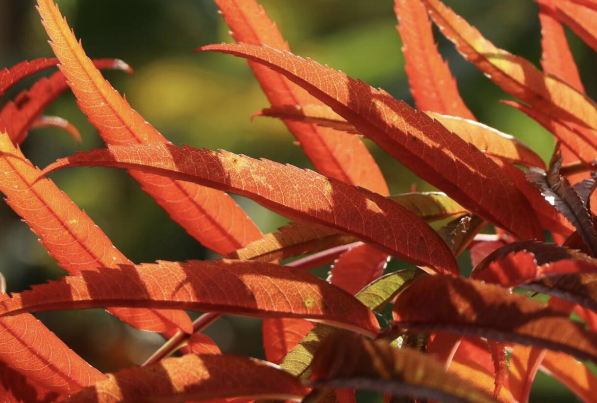 Jeřáb 'Dodong' - Sorbus 'Dodong'