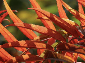 Jeřáb 'Dodong' - Sorbus 'Dodong'