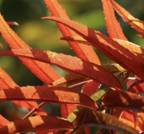 Jeřáb 'Dodong' - Sorbus 'Dodong'