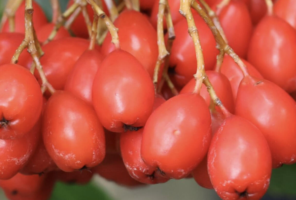 Jeřáb 'Dodong' - Sorbus 'Dodong'