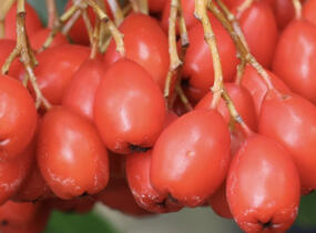 Jeřáb 'Dodong' - Sorbus 'Dodong'