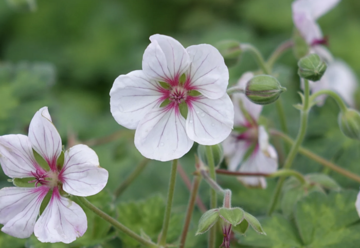Kakost 'Coombland White' - Geranium 'Coombland White'