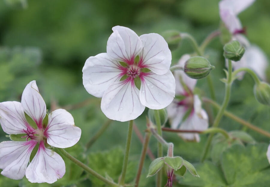 Kakost 'Coombland White' - Geranium 'Coombland White'
