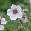 Kakost 'Coombland White' - Geranium 'Coombland White'