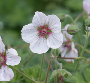Kakost 'Coombland White' - Geranium 'Coombland White'