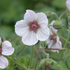 Geranium 'Coombland White'.png