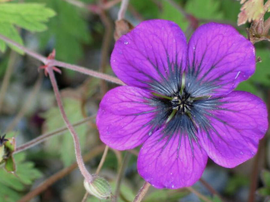 Kakost 'Sandrine' - Geranium 'Sandrine'